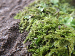 Lophocolea bidentata