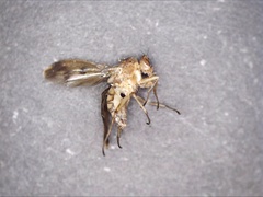 Suillia variegata
