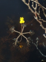 Utricularia radiata
