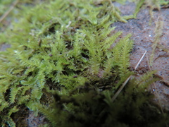 Racopilum cuspidigerum