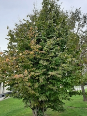 Hamamelis virginiana