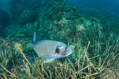 Sparus auratus