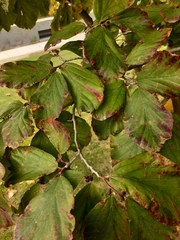 Hamamelis virginiana