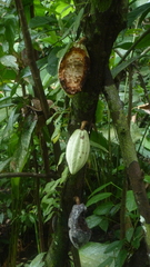 Theobroma cacao image
