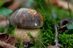 Boletus aereus