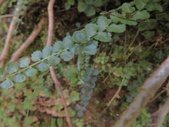 Asplenium flabellifolium