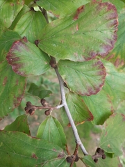 Hamamelis virginiana