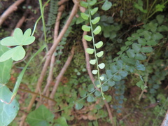 Asplenium flabellifolium