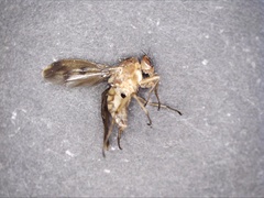 Suillia variegata