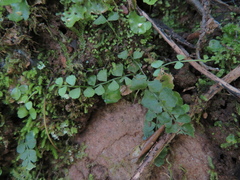 Asplenium flabellifolium