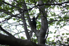 Campephilus magellanicus