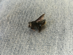 Megachile nigripennis