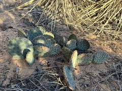 Opuntia aurea