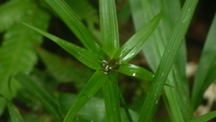 Rhynchospora watsonii