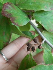 Hamamelis virginiana