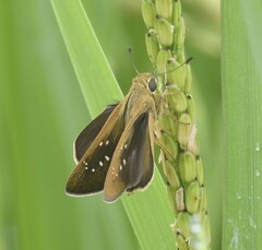 Pelopidas mathias