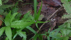 Rhynchospora watsonii