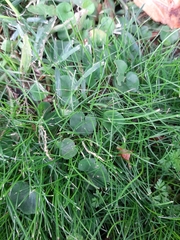 Dichondra micrantha