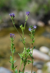 Allophyllum divaricatum