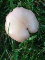 Calocybe carnea