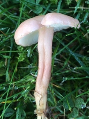 Calocybe carnea