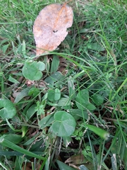 Dichondra micrantha