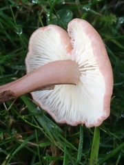 Calocybe carnea
