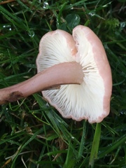 Calocybe carnea