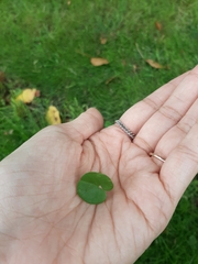 Dichondra micrantha