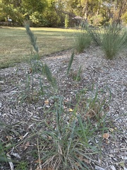 Elymus glabriflorus