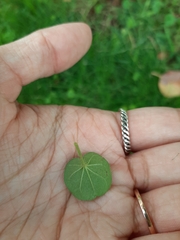 Dichondra micrantha