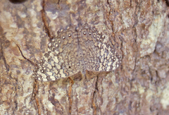 Hamadryas