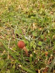 Fungi
