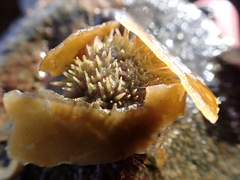 Psammechinus miliaris