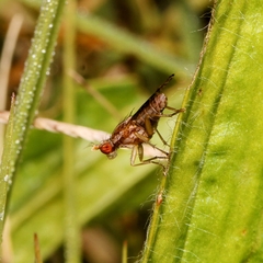Trypetoptera canadensis