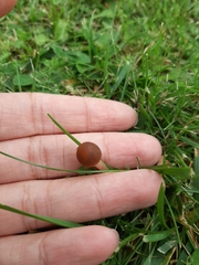 Fungi