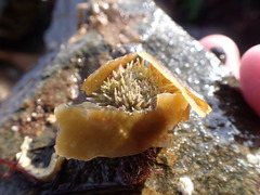 Psammechinus miliaris