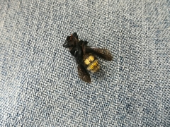 Megachile nigripennis