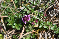 Thymus praecox polytrichus