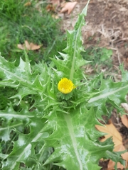 Sonchus asper