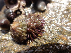 Psammechinus miliaris