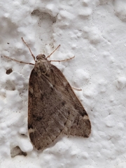 Alsophila pometaria