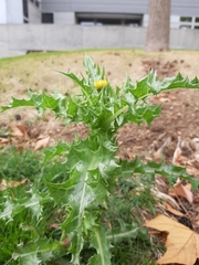 Sonchus asper