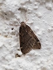 Alsophila pometaria