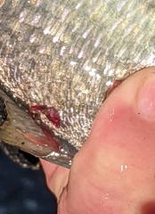 Lernaeidae