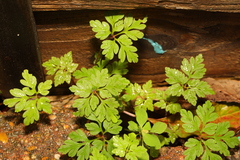 Geranium robertianum