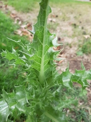 Sonchus asper
