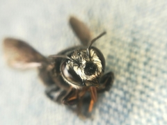 Megachile nigripennis