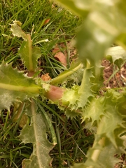 Sonchus asper