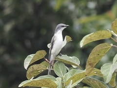 Pericrocotus divaricatus